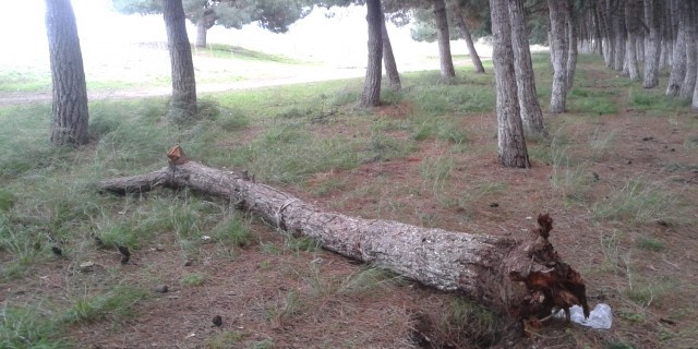 İznik Gölü kenarında devrilen çamlara bakım