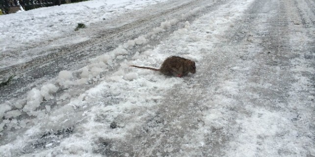Mahsur kalan hayvanlar donmak üzereyken kurtarıldı