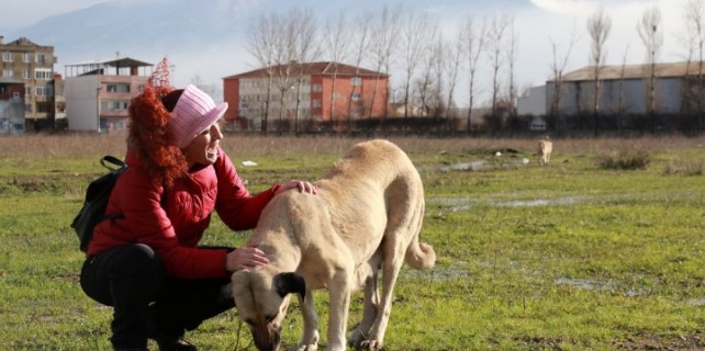 Büyükşehir, sokak hayvanlarını da unutmadı