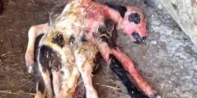 8 bacaklı kuzu  görenlerini hayrete düşürdü