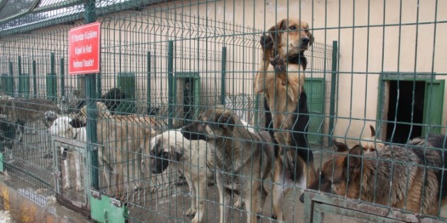 Sokak hayvanları sahipsiz kalmadı