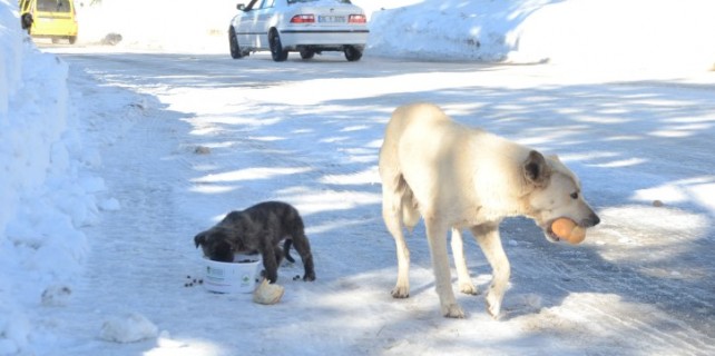 Can dostlara Osmangazi şefkati