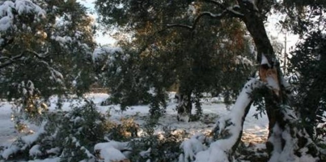 Kar ve soğuk zeytini vurdu
