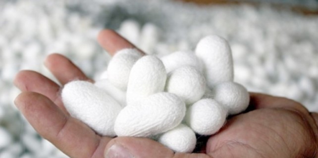 Koza üreticisine büyük destek!