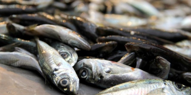 Soğuk havalar balık fiyatlarını etkiledi mi?