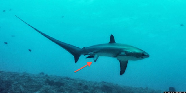 İlk kez görüntülenen o an az kalsın çöpe gidiyordu