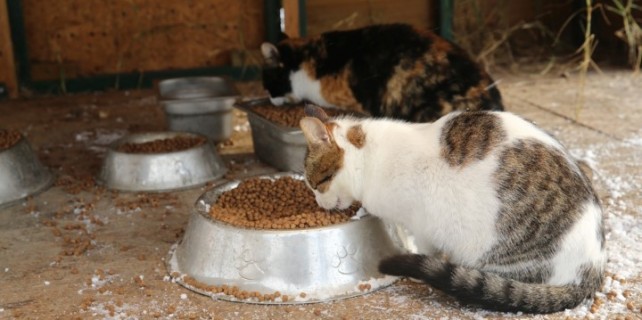 Bu konsere giriş kedi ve köpek mamasıyla...