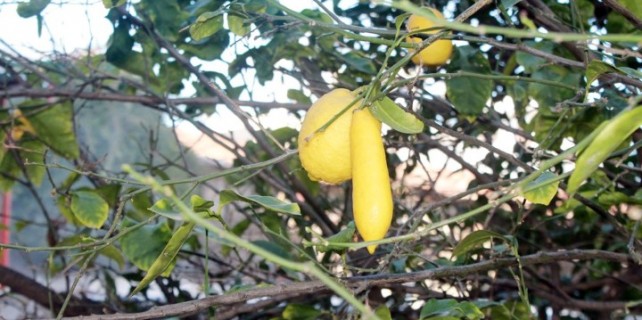 Görenleri hayrete düşüren limon