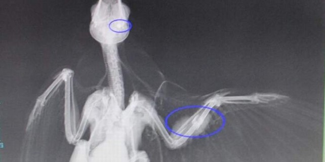 Bursa'da magandaların son kurbanı