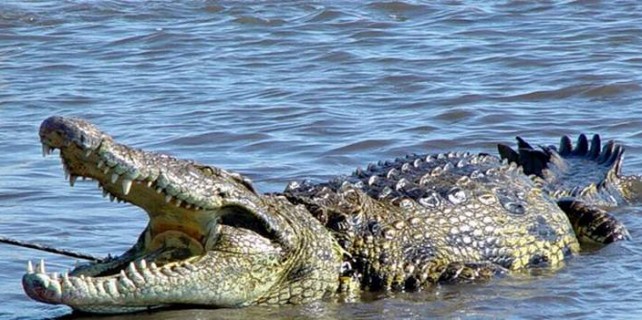 Ünlü futbolcuyu timsah ısırdı