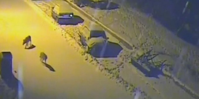 Aç kalınca şehire indiler