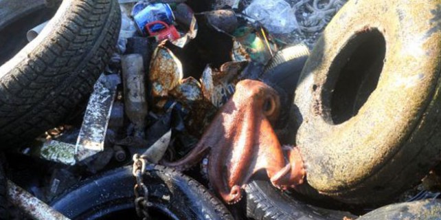 Otomobil lastiğinden çıkan sürpriz!