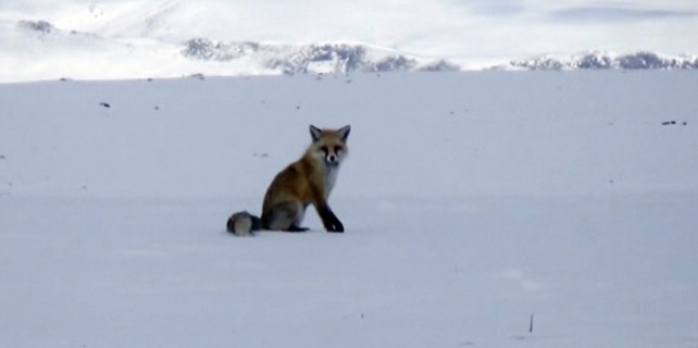 Tilkilerin av mesaisi