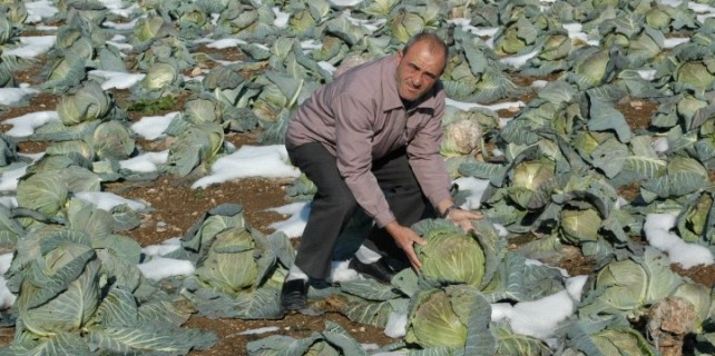 Kar çiftçilerin yüzünü güldürdü