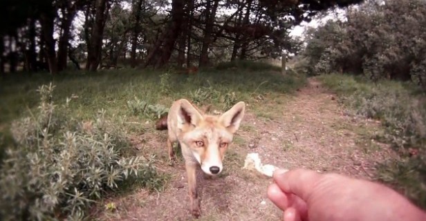 Tilkileri eliyle böyle besliyor!