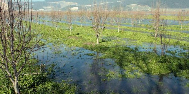 Bursa'da çiftçiye bakanlıktan destek çıkacak mı?