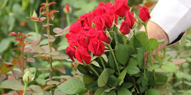 Dört milyon gül Sevgililer Günü'nü bekliyor