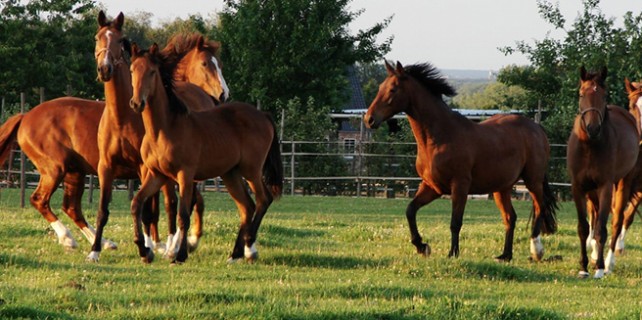 Bursalıların at eti paniği...Şimdi ne olacak