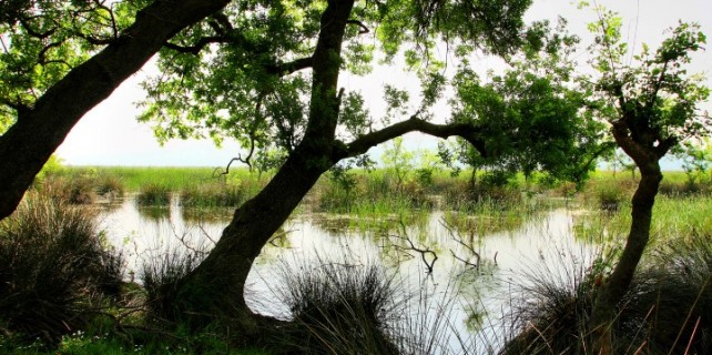 Karacabey Longozu dünyaya tanıtılıyor!