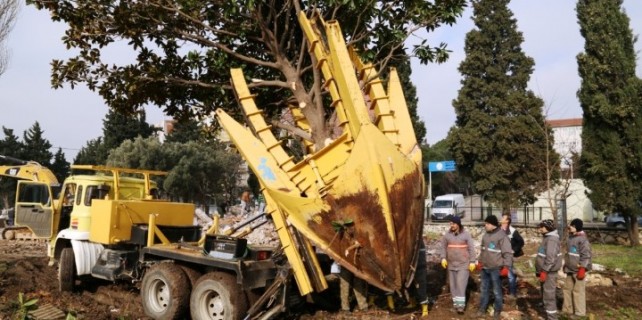Nilüfer Belediyesi’nden Bandırma’ya ağaç nakil desteği