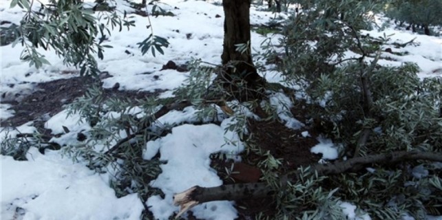Kar Gemlik zeytinini vurdu!