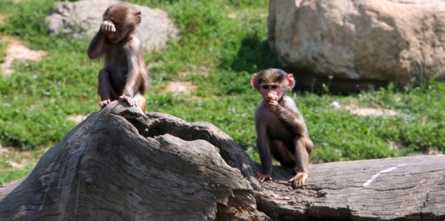 Öğrencilere karne hediyesi hayvanat bahçesi gezisi