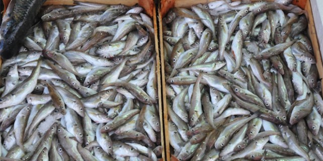 Balık fiyatları tavan yaptı