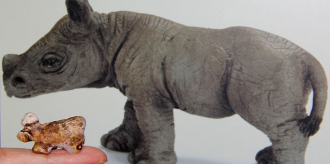 Bu bir böbrekten çıktı!