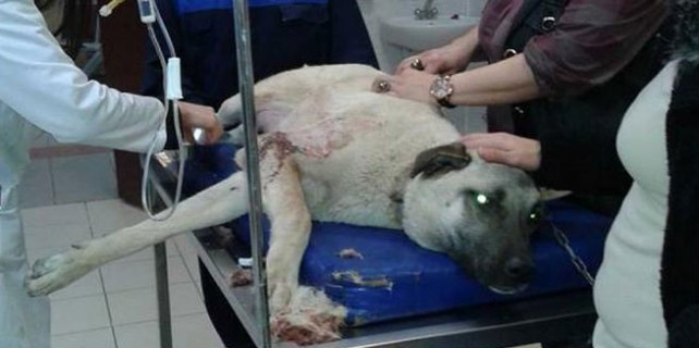 Vicdansızlığın böylesi!