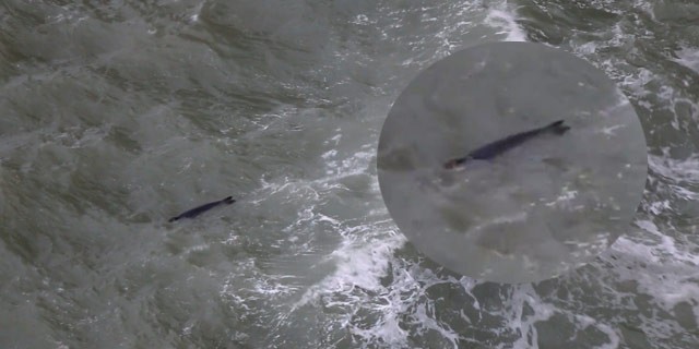 Soyu tükenmekte olan fok balığı görenleri hayrete düşürdü