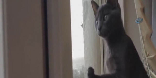 İlk kez kar gören kedi şaşkına döndü