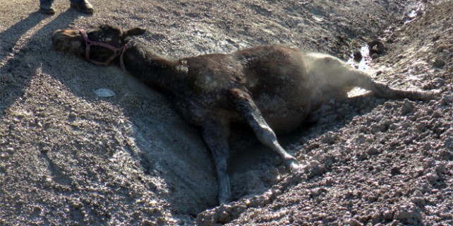 Bu nasıl vicdan ! Yaralı at saatlerce can çekişti