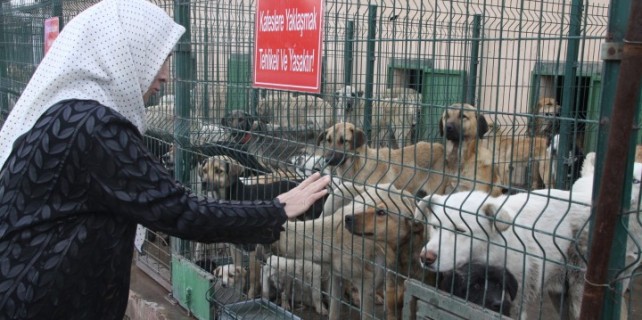Sokak hayvanlarına çipli takip