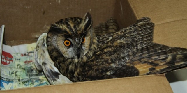 Avcıların hedefi oldular