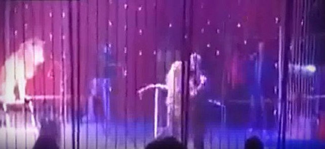 Sirkte aslan dehşeti!