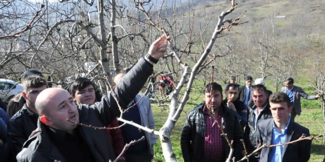 Çiftçilere meyve budama kursu
