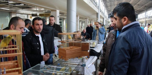 Kanarya severler Bursa’da buluştu