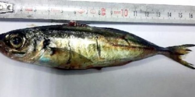 Şifa olsun diye balık yutunca...