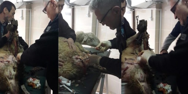 Bursa'da aç kurtlar koyunları parçaladı