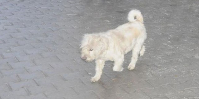 Fıkra gibi... Polisi şaşkına çeviren köpek!