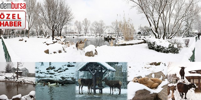 Bursa Hayvanat Bahçesi’nde 16’ncı yıl coşkusu (ÖZEL)