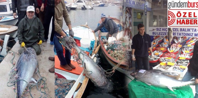 Bursa'da dev orkinos görenleri şaşırttı! Özel haber