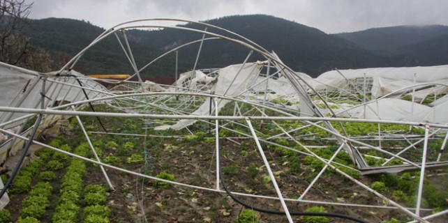 Lodos Bursalı çiftçileri yıktı geçti!