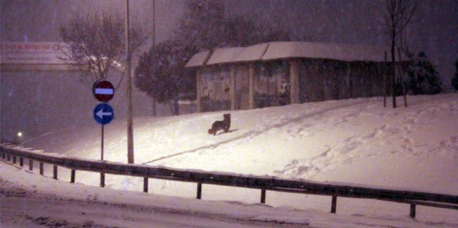 Yürek burkan görüntü! Yoğun kar onları da vurdu