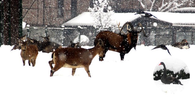 Hayvanat bahçesinde kar keyfi