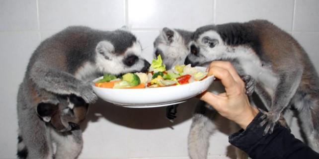 Lemurların üçüz sevinci!