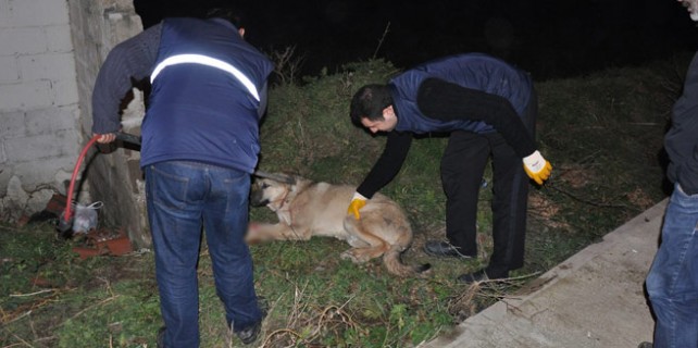 Vicdansız! Çarptığı köpeği ölüme terk etti