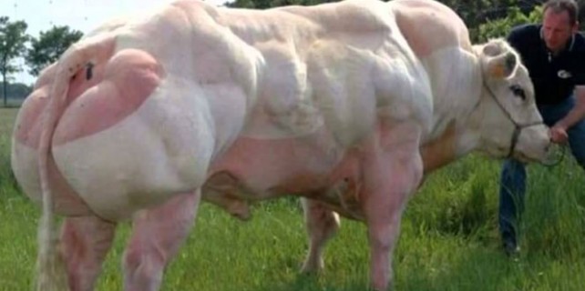 Dünyanın en kaslı sığırları