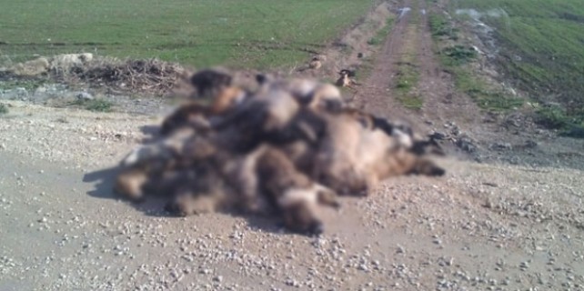 Bursa'yı ayağa kaldıran köpek katliamında flaş gelişme !