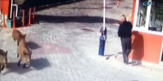 Lüks siteyi domuzlar bastı!